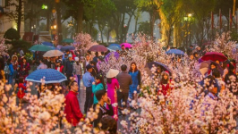 Experience Japanese culture at Hanoi Cherry Blossom Festival
